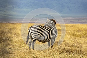 A Pregnant Zebra in Ngorongoro Rerservation Area, Tanzania