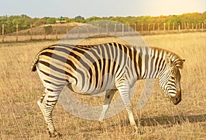 Pregnant zebra in steppe natural landscape