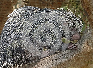 Prehensile-Tailed Porcupine photo