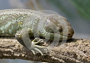 Prehensile tailed skink 1