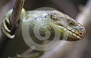 Prehensile-tailed skink