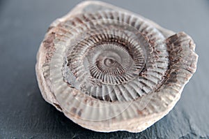 Prehistoric ammonite fossil