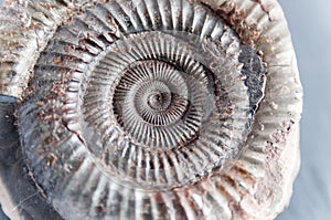 Prehistoric ammonite fossil