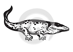 Prehistoric amphibian, Carboniferous tetrapod Stegocephalia Whatcheeriidae. Hand drawn vector illustration.