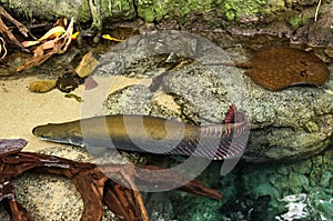 Prehistoric Arapaima fish photo