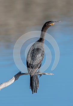 Prehistoric Beauty Double crested Cormorant