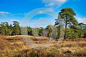 Prehistoric burial mounts Baars in De Eese, Steenwijk, the Netherlands