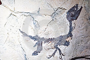 Prehistoric Dinosaur fossil enclosed in stone rock photo