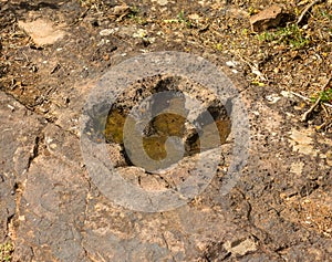 A prehistoric dinosaur print in the desert