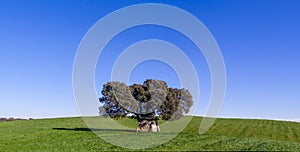 Prehistoric dolmen under a Cork Oak