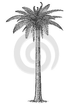 Prehistoric fern tree illustration, drawing, engraving, ink, line art, vector photo