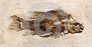 Prehistoric fish fossil