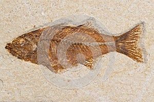 Prehistoric fish fossil sandstone rock photo