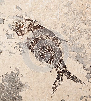 Prehistoric fish imprint