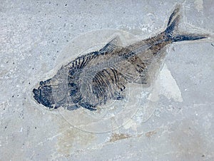 Prehistoric Fish Skeleton Fossilized on Grey Background