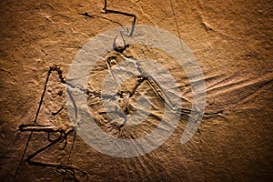 Prehistoric Fossil Background