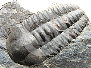 Prehistoric Fossilized Trilobite photo