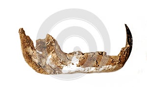 Prehistoric jaw