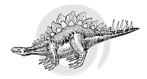 Prehistoric Jurassic reptile, herbivorous stegosaurus dinosaur with a crest & spines on its tail