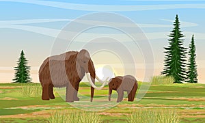 Prehistoric mammoth and cub on plain with firs and grass. photo