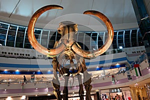 Prehistoric Mammoth Wooly front view