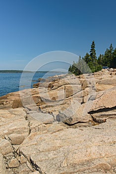 Prehistoric Pink Granite slabs of Rock at the edge of the Schoodic Bay in Maine with a grove of pine trees in the background grow