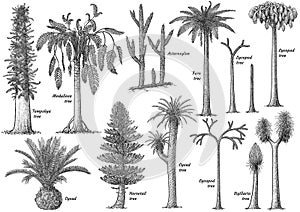 Prehistoric plant collection, illustration, drawing, engraving, ink, line art, vector
