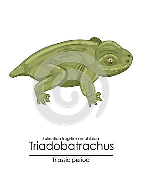 Prehistoric salientian frog like amphibian Triadobatrachus