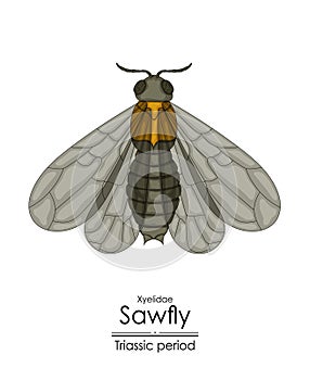 Prehistoric Sawfly xyelidae