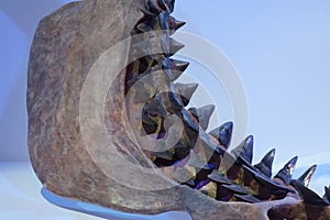 Prehistoric shark jaw and teeth