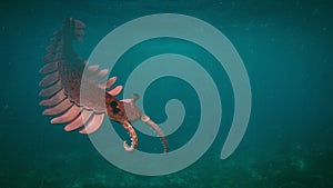 Anomalocaris, creature of the Cambrian period 3d paleoart illustration photo