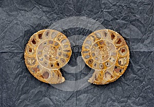 Fossil shell spiral form photo