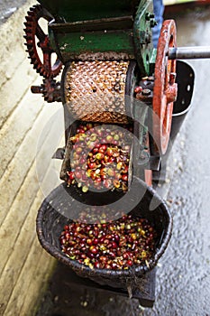 Preliminary processing and cleaning machines, arabica coffee berries in factory of Colombia