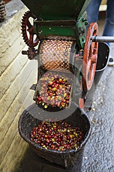 Preliminary processing and cleaning machines, arabica coffee berries in factory of Colombia