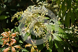 Prelude Japanese Pieris, Pieris japonica 'Prelude' photo