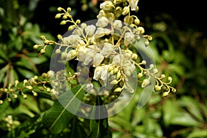 Prelude Japanese Pieris, Pieris japonica 'Prelude' photo