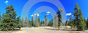 Prelude Lake Territorial Park Landscape Panorama with Sand Dunes and Pines in Boreal Forest, Northwest Territories, Canada