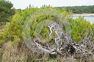 Premantura in Istria, Croatia