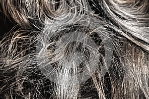 Premature greying of hair or aging concept