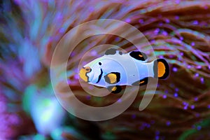 Premium Black Ice Clownfish - Amphiprion ocellaris