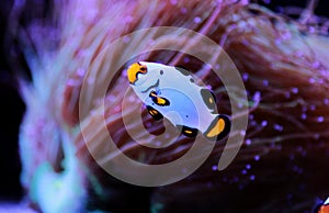 Premium Black Ice Clownfish - Amphiprion ocellaris