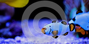 Premium Black Ice Clownfish - Amphiprion ocellaris