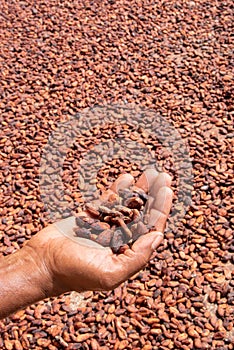 Premium Hands handling and inspecting cocoa beans photo