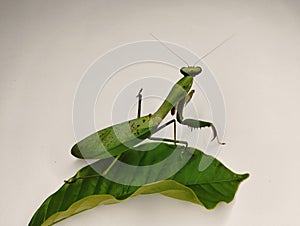 premium photo mantis