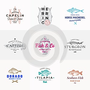 Premium Quality Seafood Vector Signs or Logo Templates Set. Hand Drawn Fish Sketches with Typography, Capelin, Catfish photo
