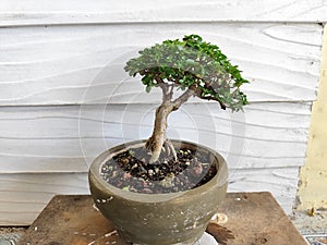 Premna Microphylla, another name for Bonsai, its small leaves are a special attraction for bonsai hobbyists. photo