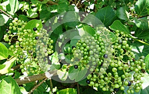 Premna serratifolia Arni, agnimandha fruiting twig