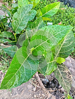 The premna serratifolia