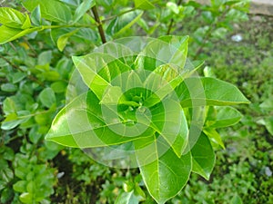 Premna serratifolia is a small tree/shrub in the Lamiaceae family
