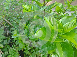 Premna serratifolia is a small tree/shrub in the Lamiaceae family